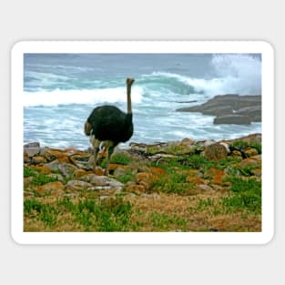 Ostrich, Cape Point Nature Reserve, South Africa Sticker